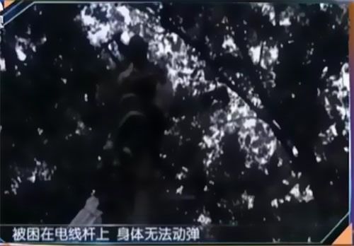 珠江電纜快訊|男子觸電被困，家屬怒斥消防員“帶電也得救”！